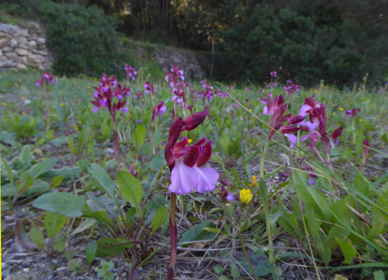 Anacamptis papilionacea ( e Anacamptis x gennarii)